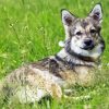 Swedish Vallhund Paint By Number