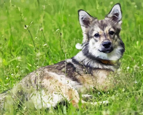 Swedish Vallhund Paint By Number