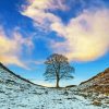 Sycamore Gap Paint By Numbers