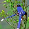 Taiwan Blue Magpie Paint By Number