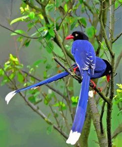 Taiwan Blue Magpie Paint By Number