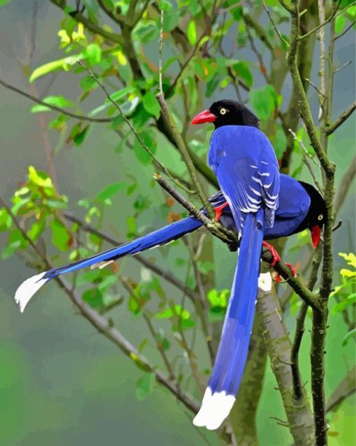 Taiwan Blue Magpie Paint By Number