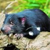 Tasmanian Devil Paint By Number