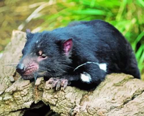 Tasmanian Devil Paint By Number