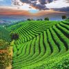 Tea Fields Paint By Numbers