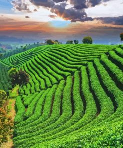 Tea Fields Paint By Numbers