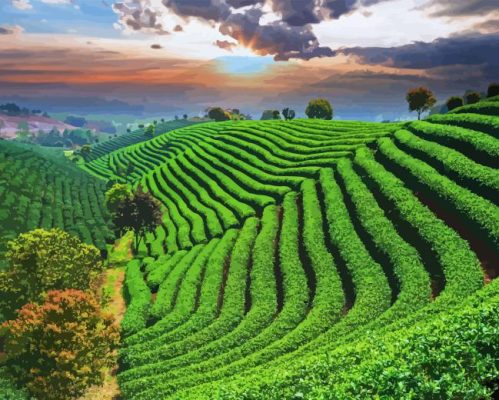 Tea Fields Paint By Numbers