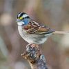 Throated Sparrow Bird Paint By Number