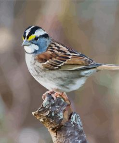 Throated Sparrow Bird Paint By Number