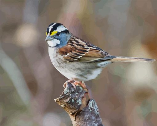 Throated Sparrow Bird Paint By Number