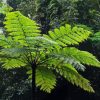 Tree Fern Paint By Number