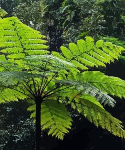 Tree Fern Paint By Number