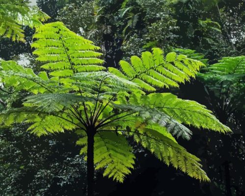 Tree Fern Paint By Number