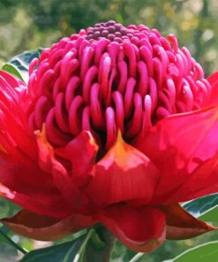 Waratah Telopea Speciosissima Paint By Number