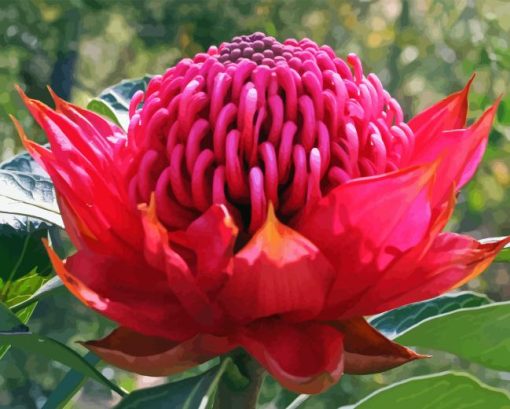 Waratah Telopea Speciosissima Paint By Number