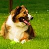 Welsh Sheepdog Paint By Number