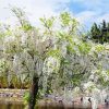 White Wisteria Paint By Number