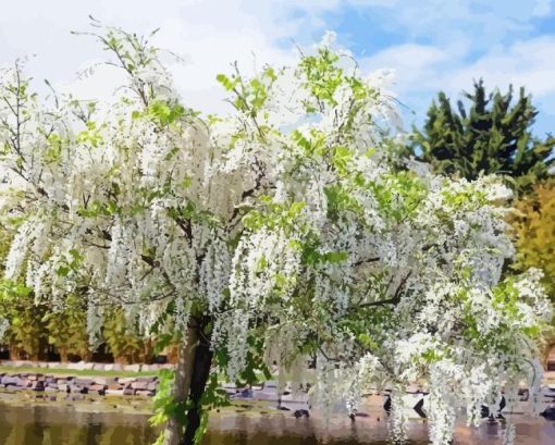 White Wisteria Paint By Number