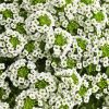 White Alyssum Flowering Plant Paint By Numbers