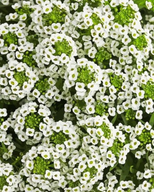 White Alyssum Flowering Plant Paint By Numbers