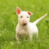 White Bull Terrier Puppy Paint By Number