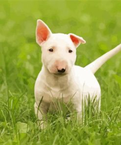 White Bull Terrier Puppy Paint By Number