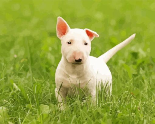 White Bull Terrier Puppy Paint By Number