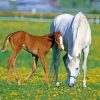 White Mare And Foal Paint By Number