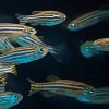 Zebrafish Underwater Paint By Numbers
