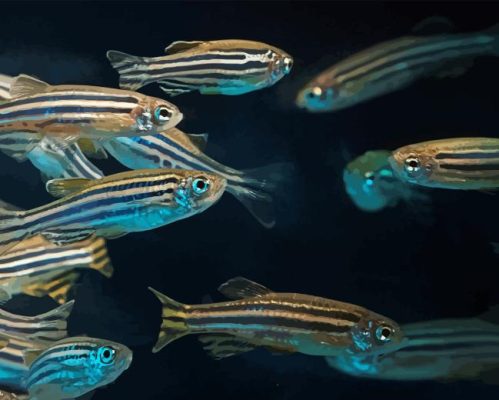 Zebrafish Underwater Paint By Numbers