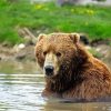 Kodiak Bear Paint By Number
