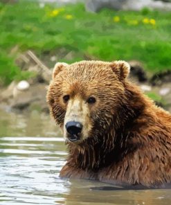 Kodiak Bear Paint By Number