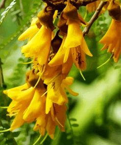 Kowhai Paint By Number