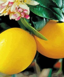 Lemon Plant Paint By Numbers