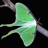 Luna Moth Paint By Numbers