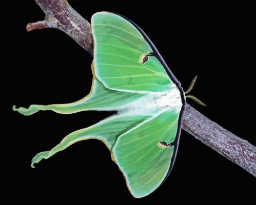 Luna Moth Paint By Numbers