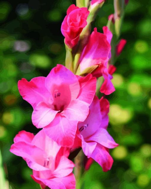 Pink Gladiolus Paint By Numbers