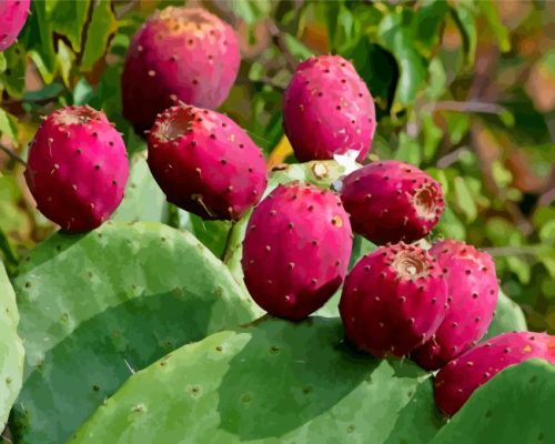 Prickly Pear Paint By Number