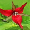 Red Wood Lily Flower Paint By Numbers