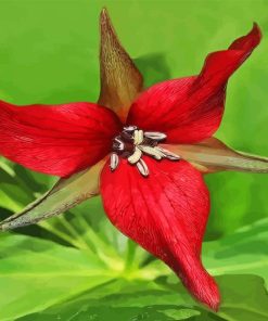 Red Wood Lily Flower Paint By Numbers