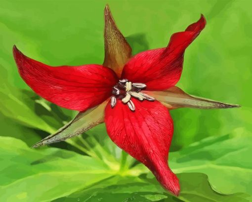 Red Wood Lily Flower Paint By Numbers