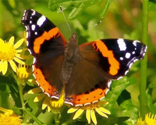 Red Admiral Butterfly Paint By Numbers