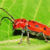 Red Beetle Paint By Numbers