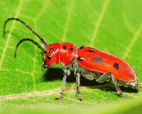 Red Beetle Paint By Numbers