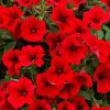 Red Petunia Paint By Numbers