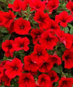 Red Petunia Paint By Numbers