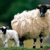 Scottish Black Faced Sheep Paint By Numbers