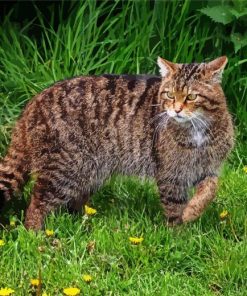 Scottish Wild Cat Paint By Numbers