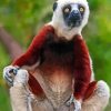 Sifaka Animal Art Paint By Numbers