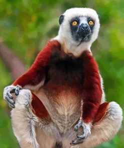 Sifaka Animal Art Paint By Numbers